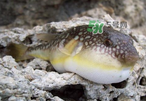 河豚究竟有多好吃？河豚最毒的部位是哪里