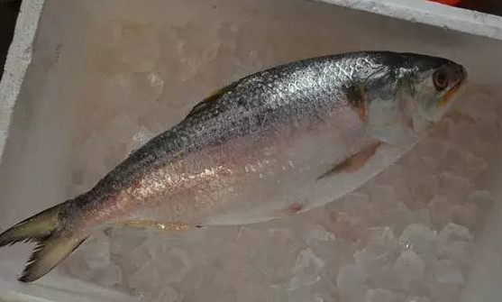 為什么吃清蒸海鰣魚都是半條？鰣魚有什么營養(yǎng)價值