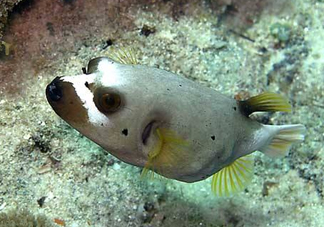 河豚魚是海鮮嗎？河豚魚是淡水魚嗎