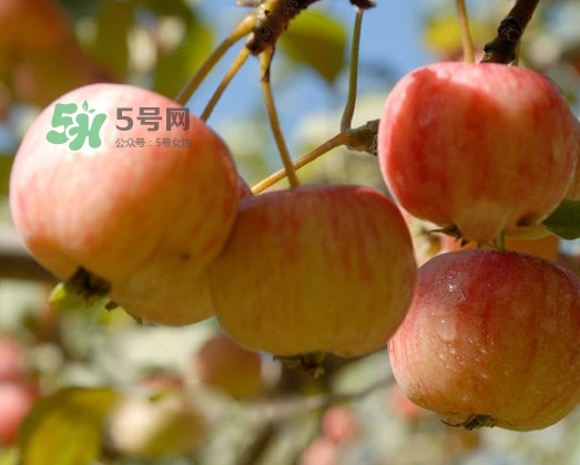 海棠果能直接吃嗎？海棠果可以吃嗎