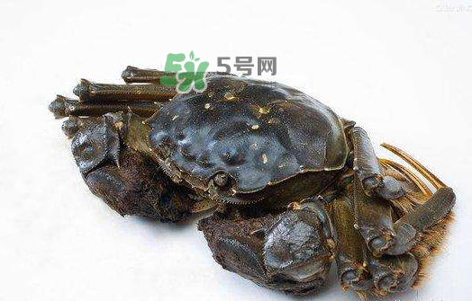 大閘蟹能活多久？大閘蟹可以活多久？