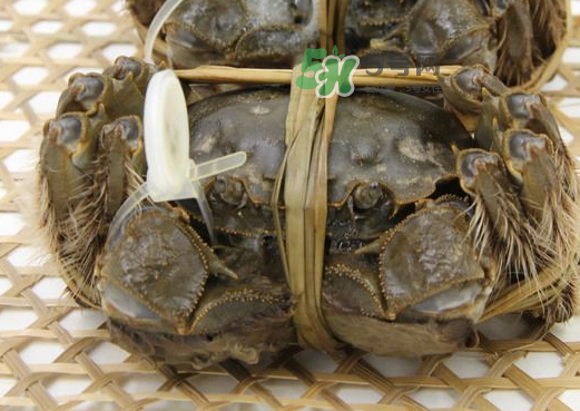 大閘蟹能活多久？大閘蟹可以活多久？