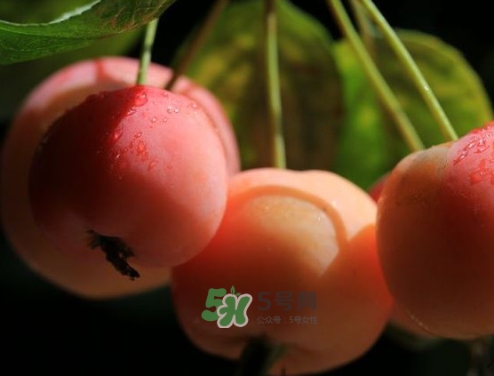 海棠果什么時(shí)候成熟？海棠果幾月份成熟