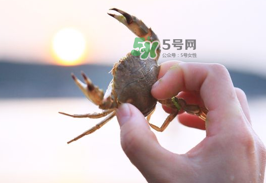 海螃蟹能冷凍保存嗎？海螃蟹放冰箱冷凍嗎？