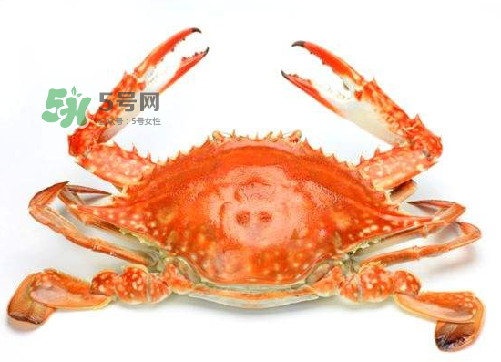 ?花蟹可以放冰箱嗎？花蟹怎么保存才新鮮？