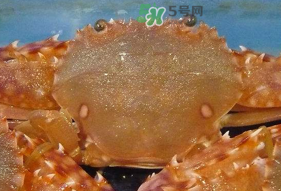 ?花蟹可以放冰箱嗎？花蟹怎么保存才新鮮？