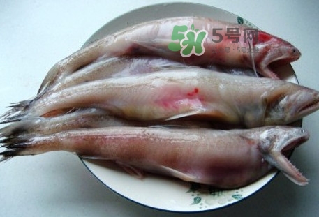 龍頭魚是什么魚？龍頭魚多少錢一斤？