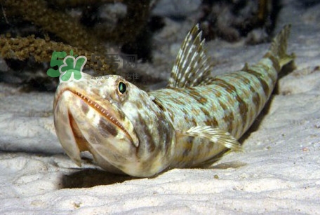 龍頭魚是海魚嗎？龍頭魚是海鮮嗎
