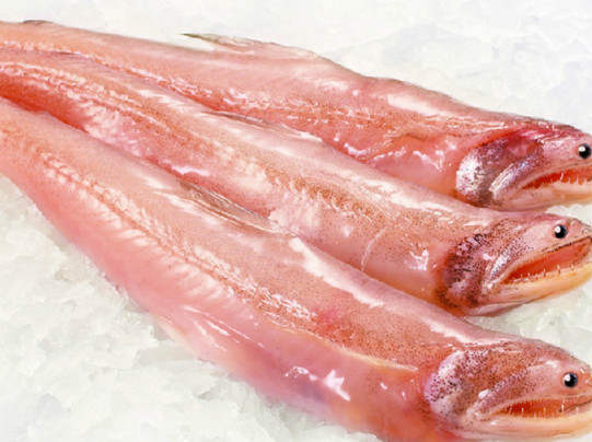 龍頭魚有刺嗎？龍頭魚有魚鱗嗎