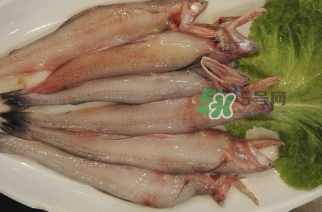 龍頭魚怎么殺？龍頭魚怎么處理？