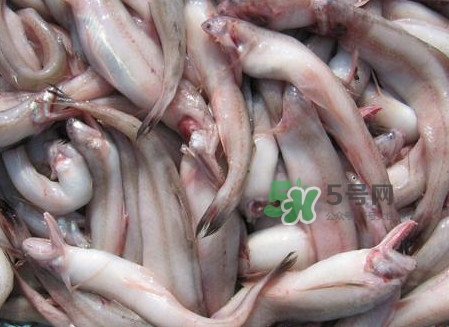 龍頭魚可以冷凍嗎？龍頭魚怎么保存