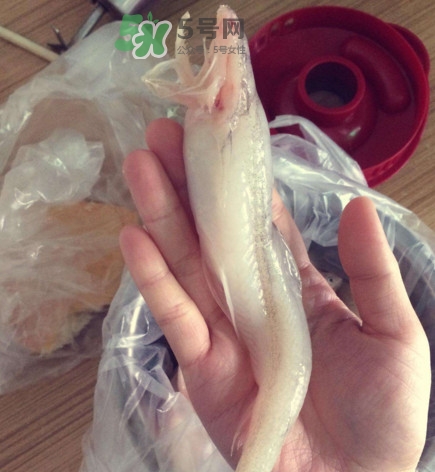 買龍頭魚怎么挑選？冰凍龍頭魚怎么去內臟