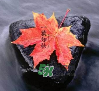 立秋后是不是早晚天氣涼？立秋后天氣有什么變化？