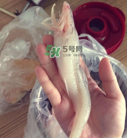 海鮮水潺孕婦可以吃嗎？水潺魚(yú)的營(yíng)養(yǎng)價(jià)值