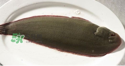 龍利魚(yú)多少錢(qián)一斤？龍利魚(yú)是什么魚(yú)