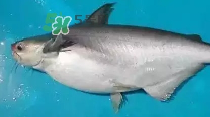 龍利魚怎么挑選？龍利魚與越南巴沙魚的區(qū)別