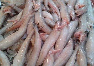 龍頭魚為什么有甲醛？龍頭魚為什么叫龍頭魚
