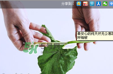 南瓜苗怎么做好吃？南瓜苗怎么撕？