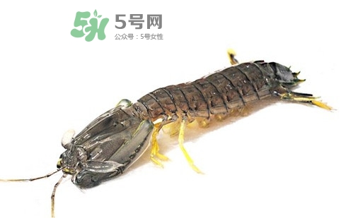 蝦蛄蝦殼怎么剝才好？蝦蛄怎么清洗