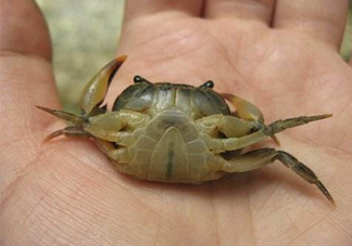 海螃蟹死了還能吃嗎？海螃蟹死了多久還能吃？