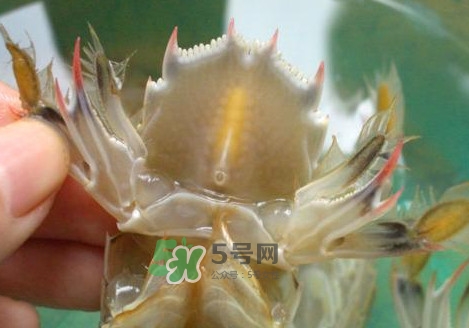 蝦蛄怎么吃？蝦蛄怎么做好吃？