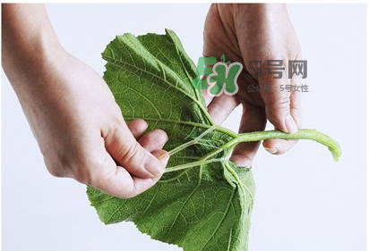 南瓜苗怎么做好吃？南瓜苗怎么撕？