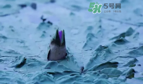 雞頭米是什么？雞頭米是芡實(shí)嗎