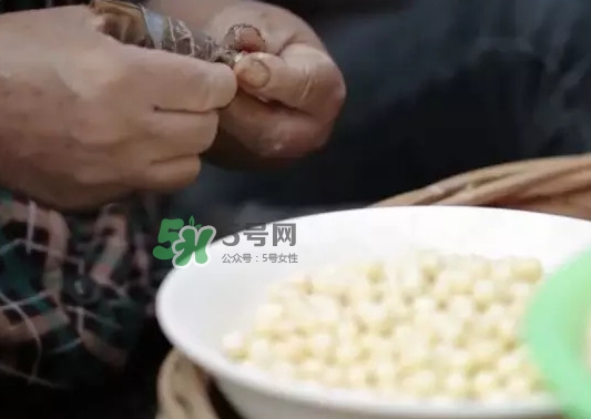 雞頭米是什么？雞頭米是芡實嗎