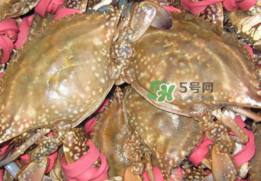 梭子蟹放冷藏還是冷凍？梭子蟹可以放速凍嗎？