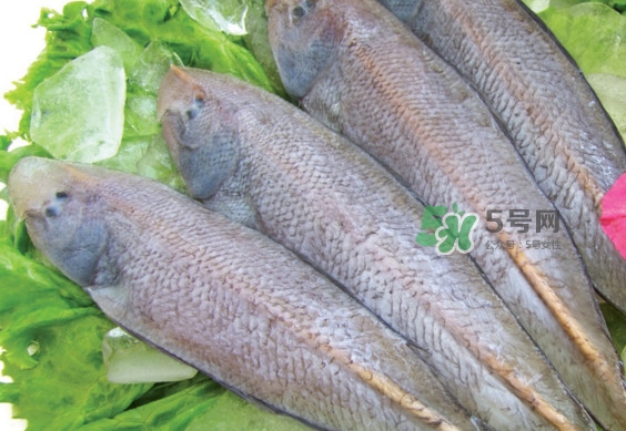 龍利魚有刺嗎？龍利魚有魚鱗嗎