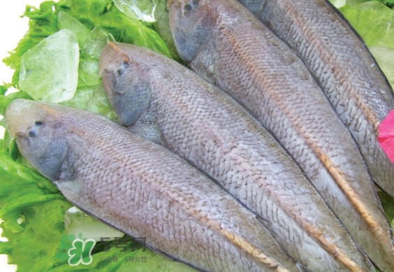 龍利魚(yú)有寄生蟲(chóng)嗎？龍利魚(yú)有假的嗎