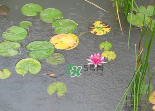 2017處暑會下雨嗎？處暑會下雨好嗎？
