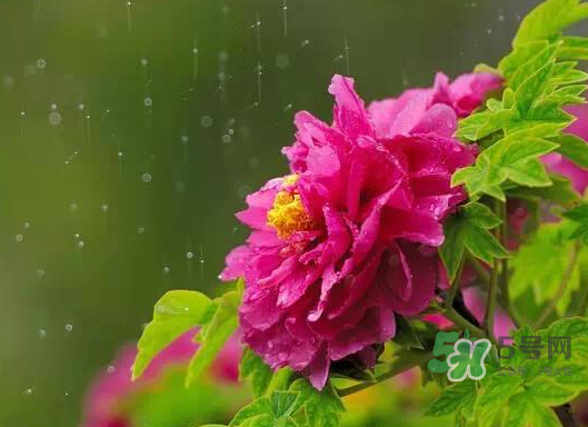 2017處暑會下雨嗎？處暑會下雨好嗎？