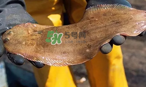 龍利魚是淡水魚嗎？龍利魚是巴沙魚嗎