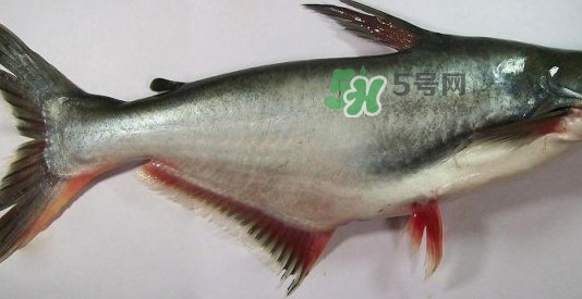 龍利魚是淡水魚嗎？龍利魚是巴沙魚嗎