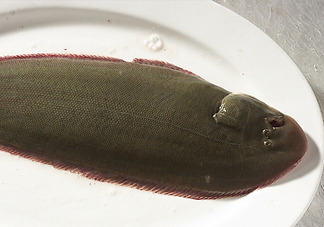 活的龍利魚怎么保存？新鮮龍利魚能放多久