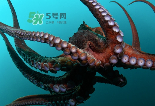 章魚的墨汁有毒嗎？章魚有寄生蟲嗎