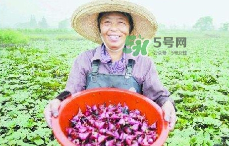 紅菱怎么種植？新鮮紅菱怎么保存