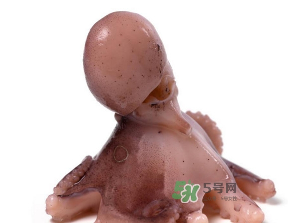 章魚怎么處理？章魚怎么殺