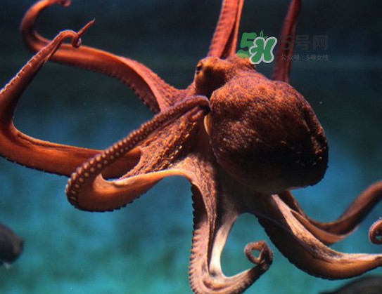 章魚的墨汁有毒嗎？章魚有寄生蟲嗎