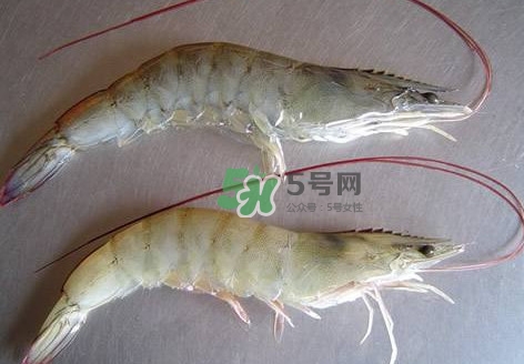 白蝦有寄生蟲嗎？如何選購新鮮的蝦