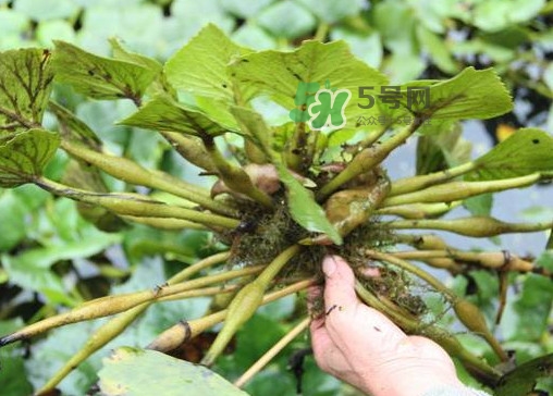 紅菱怎么種植？新鮮紅菱怎么保存