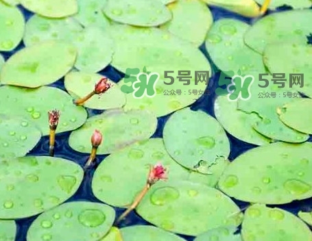莼菜怎么讀？莼菜是哪里的特產(chǎn)