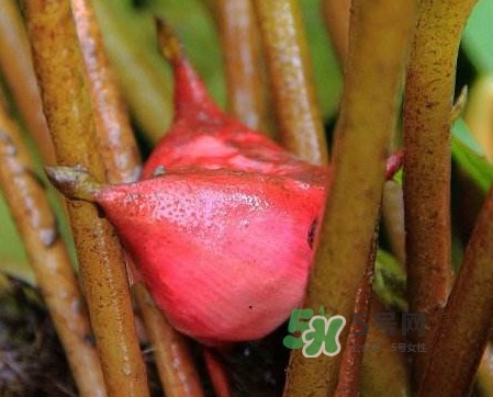 紅菱怎么吃？吃紅菱有什么好處？
