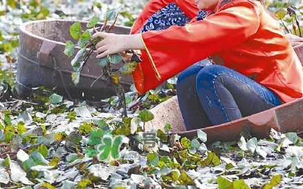 紅菱什么時候上市？什么時候采紅菱