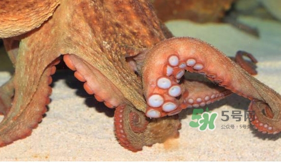 章魚怎么處理？章魚怎么殺