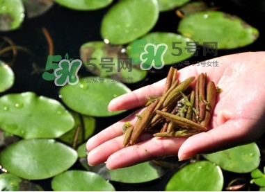 莼菜怎么讀？莼菜是哪里的特產(chǎn)