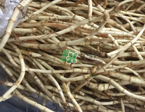 魚腥草干的好還是新鮮的好？干的魚腥草怎么吃最好