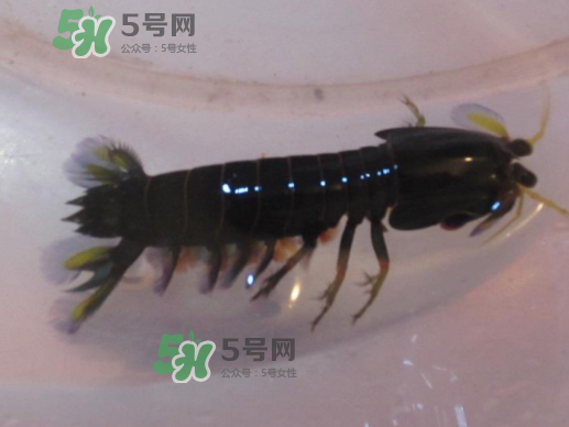七彩神蝦是什么蝦？七彩神蝦怎么回事？