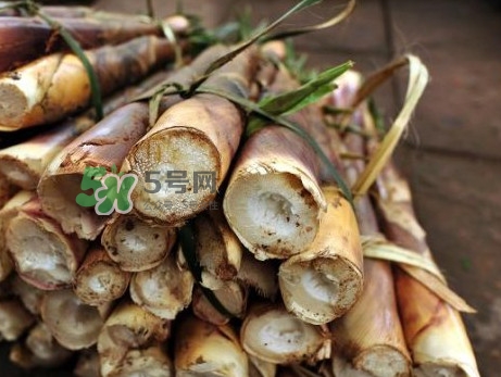 苦筍什么季節(jié)才有？苦筍什么時候成熟